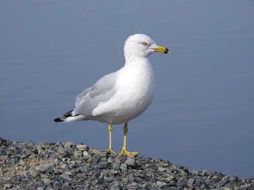 Ring-billed Gull (Larus delawarensis)