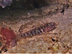 Twin-Occipital Dwarfgoby photo 5