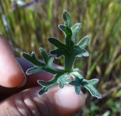 Delphinium variegatum variegatum