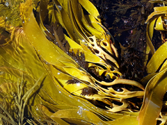 Lessonia tholiformis