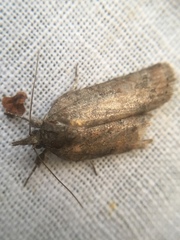 Nycteola