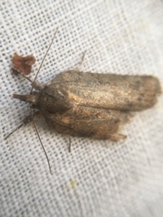 Nycteola