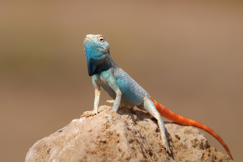 Yellow-Spotted Agama