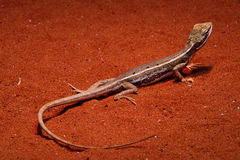 Diporiphora winneckei