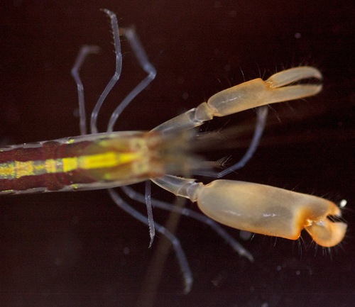 Representative image of Alpheidae