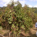 Cinchona officinalis - Photo (c) Scamperdale,  זכויות יוצרים חלקיות (CC BY-NC)