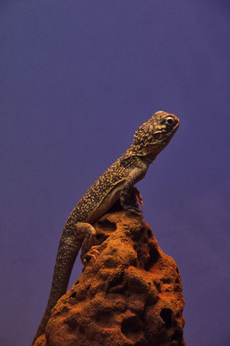 Ctenophorus nuchalis