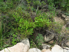 Scrophularia grayana