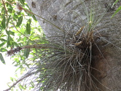 Tillandsia juncea