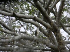 Micrastur semitorquatus