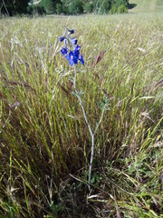 Delphinium variegatum variegatum