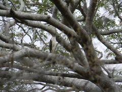 Micrastur semitorquatus