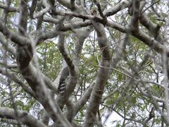 Micrastur semitorquatus