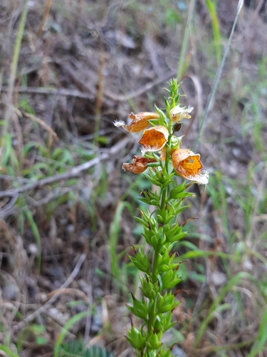 Image of Digitalis laevigata by (c) Androulidaki Paraskevi-Danai, some rights reserved (CC BY)