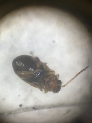 Glyptina