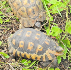 South African Bowsprit Tortoise photo 4