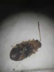 Glyptina