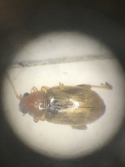 Glyptina