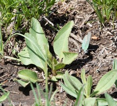 Veronica wyomingensis