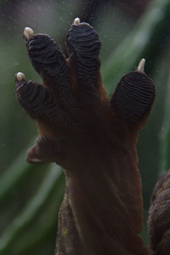 Rhacodactylus leachianus