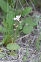 Lithophragma parviflorum