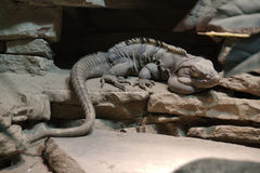 Iguana