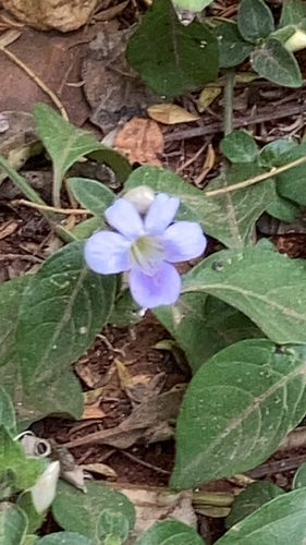 Barleria ventricosa image