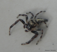 Thyene coccineovittata