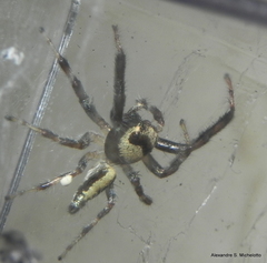 Thyene coccineovittata