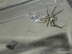 Thyene coccineovittata