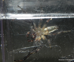 Thyene coccineovittata