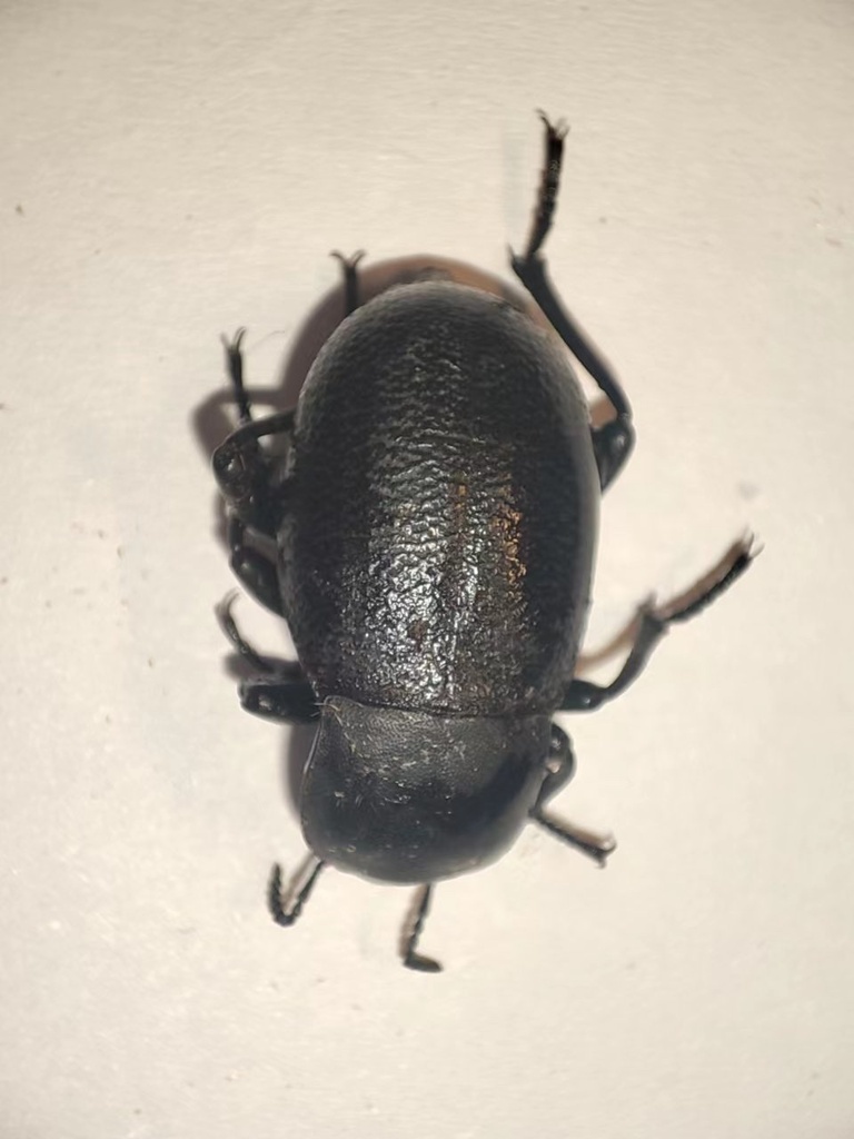 Darkling Beetles from 朔城区, 朔州市, 山西省, CN on August 26, 2023 at 08:23 PM ...