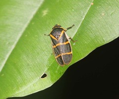 Phymatostetha circumducta