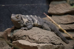 Iguana