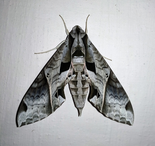 Polilla Esfinge de Triángulos