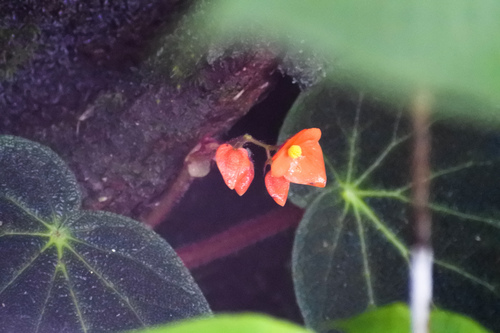 Begonia smithiae, 2023-08-19