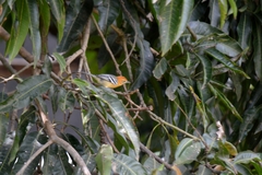 Herpsilochmus longirostris