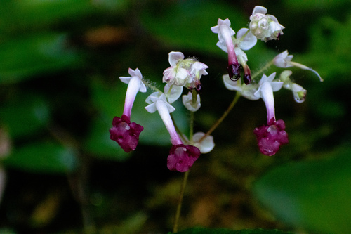 Didymocarpus ovatus