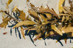 Carpophyllum flexuosum