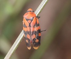 Phymatostetha nangla