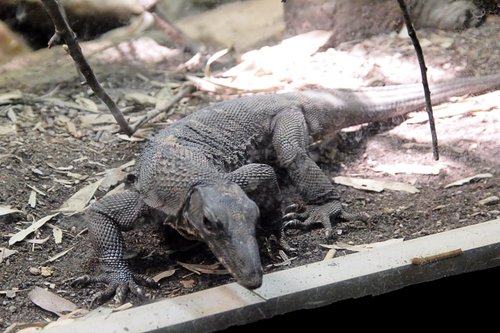 Varanus rudicollis