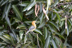 Herpsilochmus longirostris