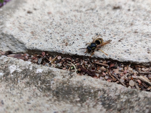 Saxon Wasp photo 3