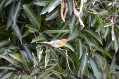 Herpsilochmus longirostris