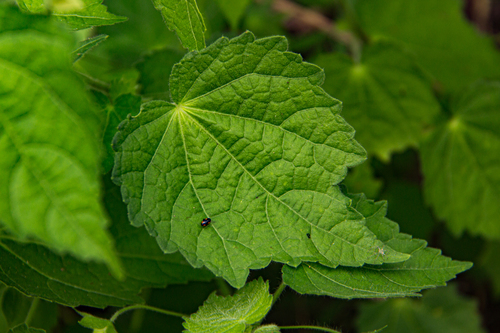 Pavonia procumbens image