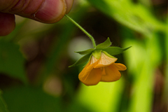 Pavonia procumbens image