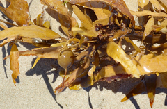 Carpophyllum flexuosum