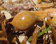 Carpophyllum flexuosum