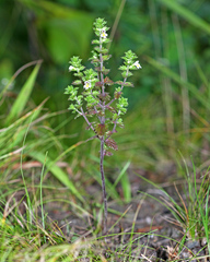Euphrasia maximowiczii