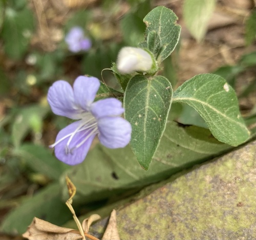 Barleria ventricosa image